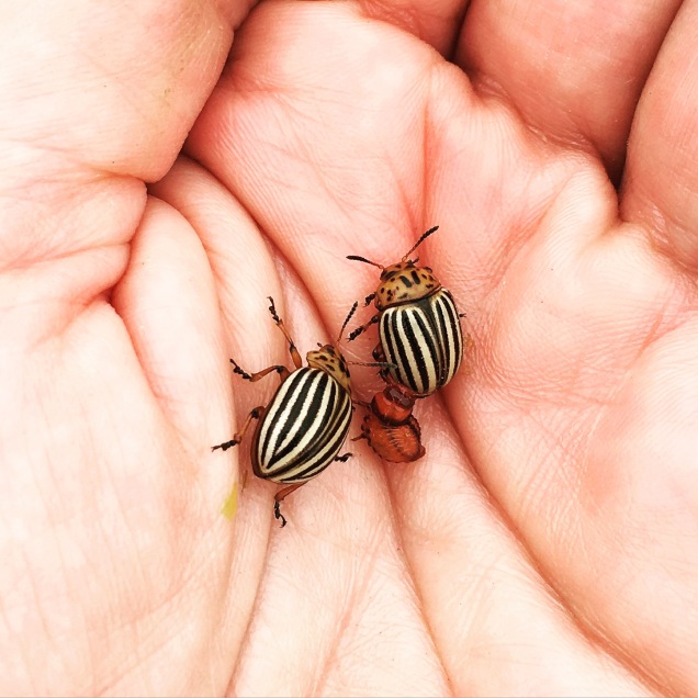 07-02-16 CTGTT Potato beetles in hand